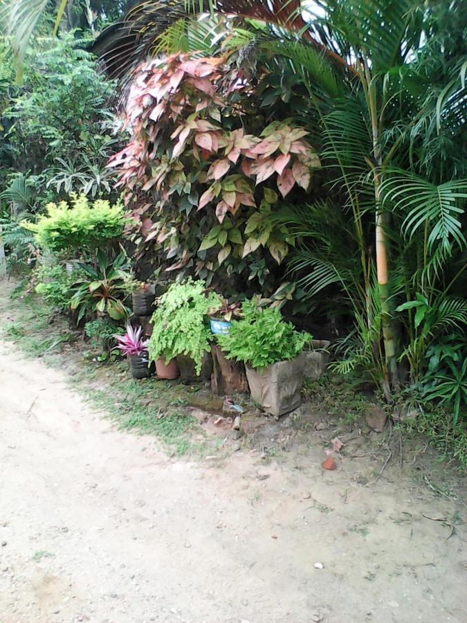 Lotus Inn Tourist Resort Dambulla Zewnętrze zdjęcie